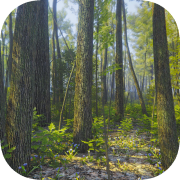 Mindfulness Simulator - ASMR Meditation Game
