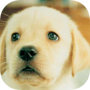 Nintendogs: Labrador & Friends