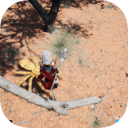 Cindy's Adventures - Spiders in Australia