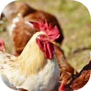 Kristian: Frango Cabuloso