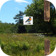 Shady Bluebird Meadows: Slim Edition